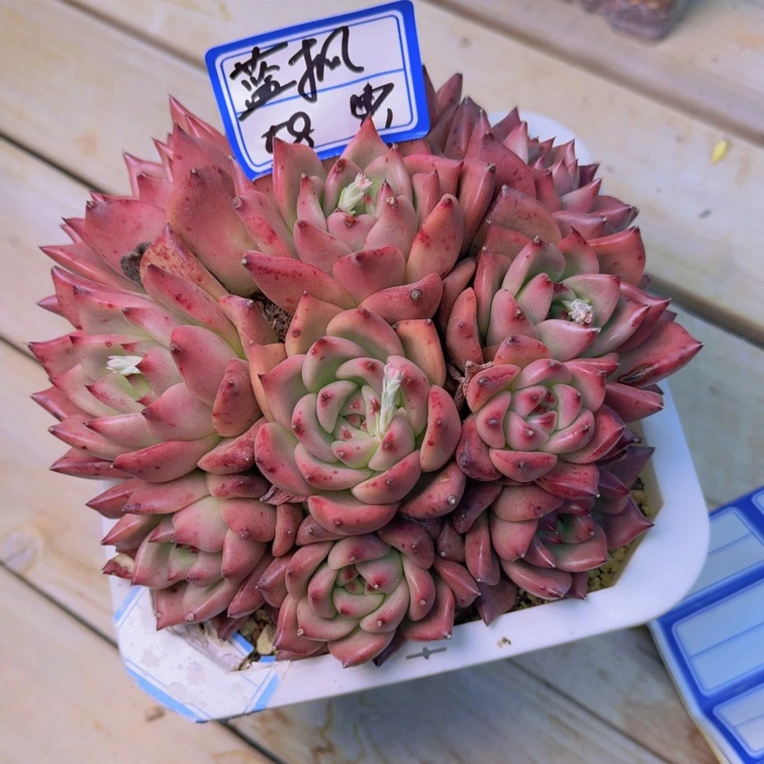 沧**枫蓝枫红颜蜜语凡艺多肉