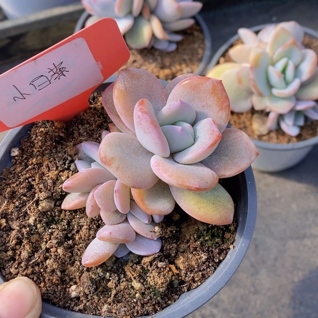 小**呀多肉植物111111