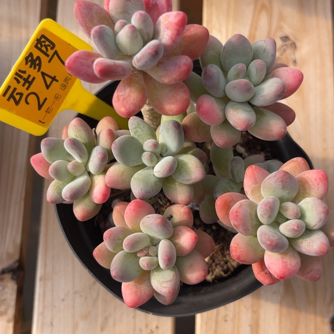 云尘多肉一物一拍247