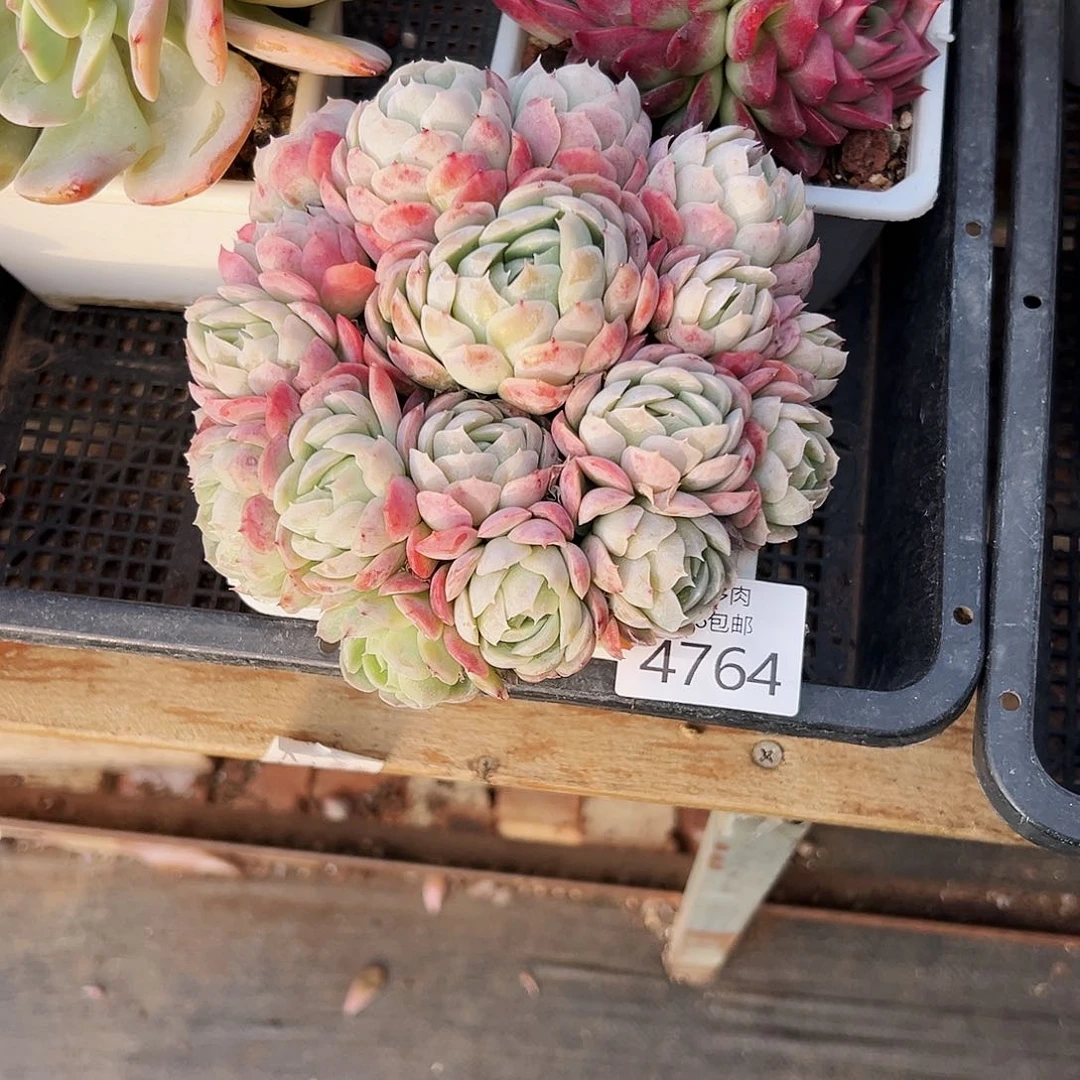 9号凭****8我们的确是一4764