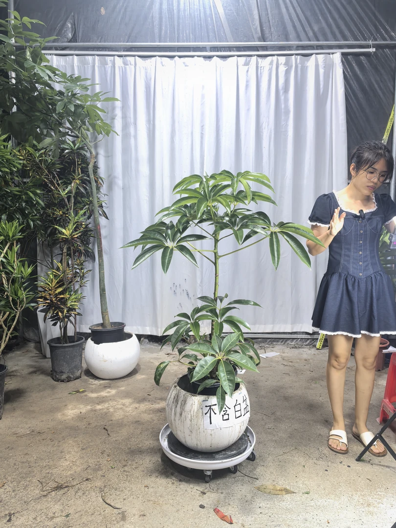 保罗大叶伞高端轻奢真绿植室内客厅大型落地装饰盆栽