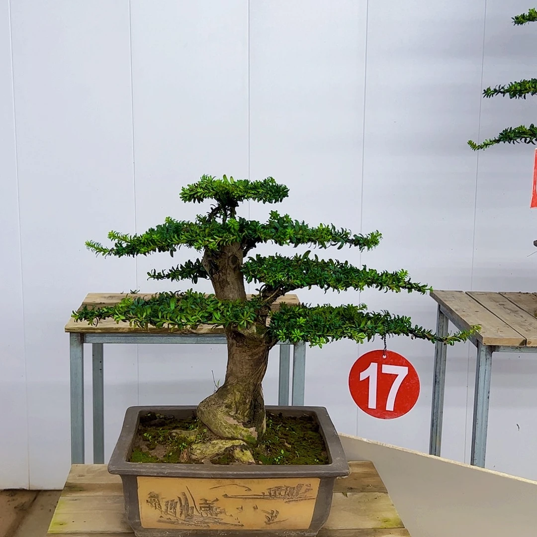 无花朵罗汉松盆景造型作品