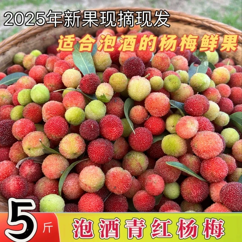 【泡酒专用】野青红杨梅3斤泡酒专用小土野山杨梅扬梅孕妇酸水果