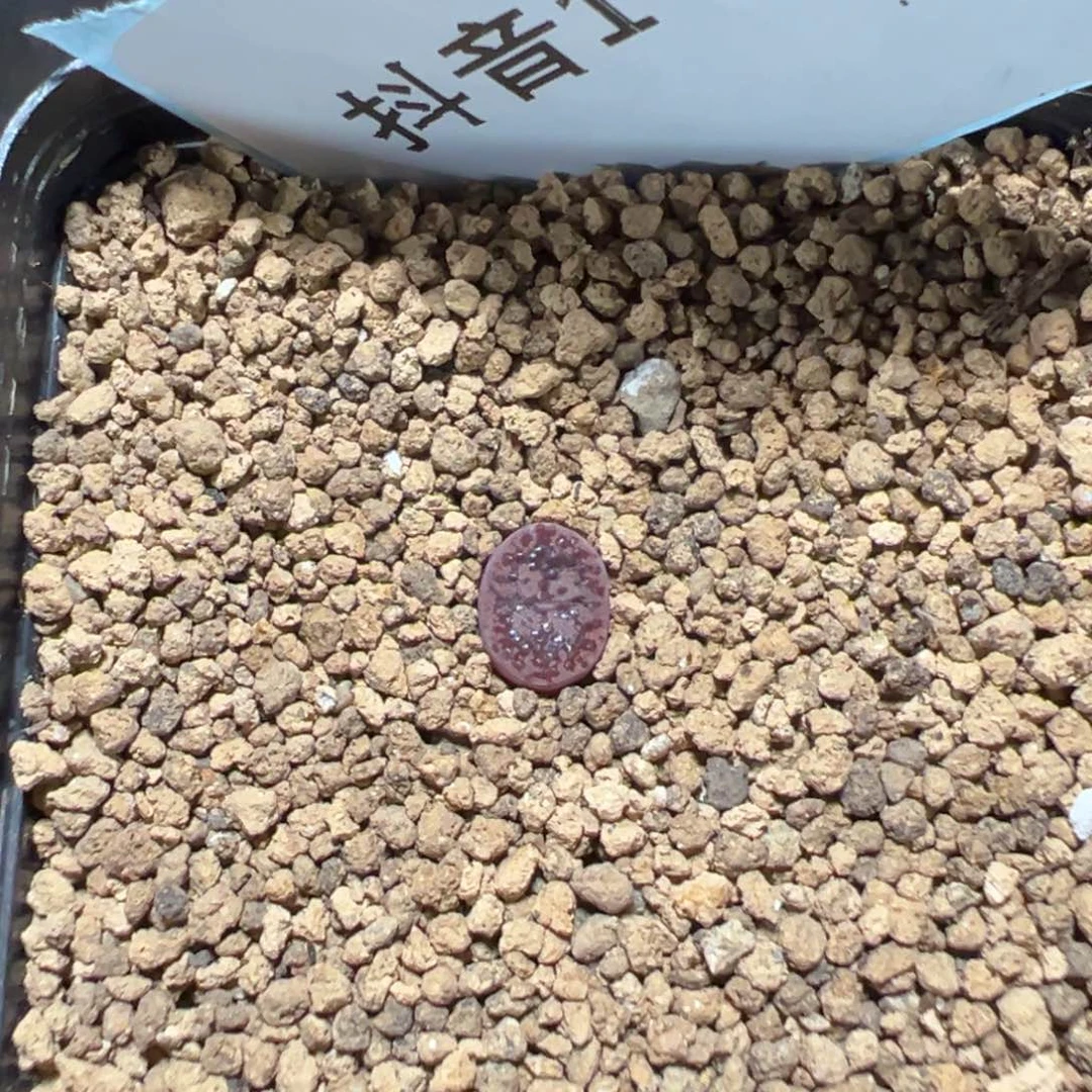 1-126温的哈克勋章多肉