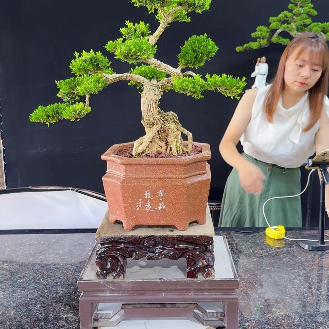 当前无花朵，栽培后可花朵