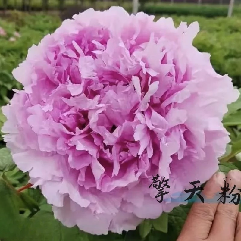 菏泽观赏牡丹基地直发一物一拍