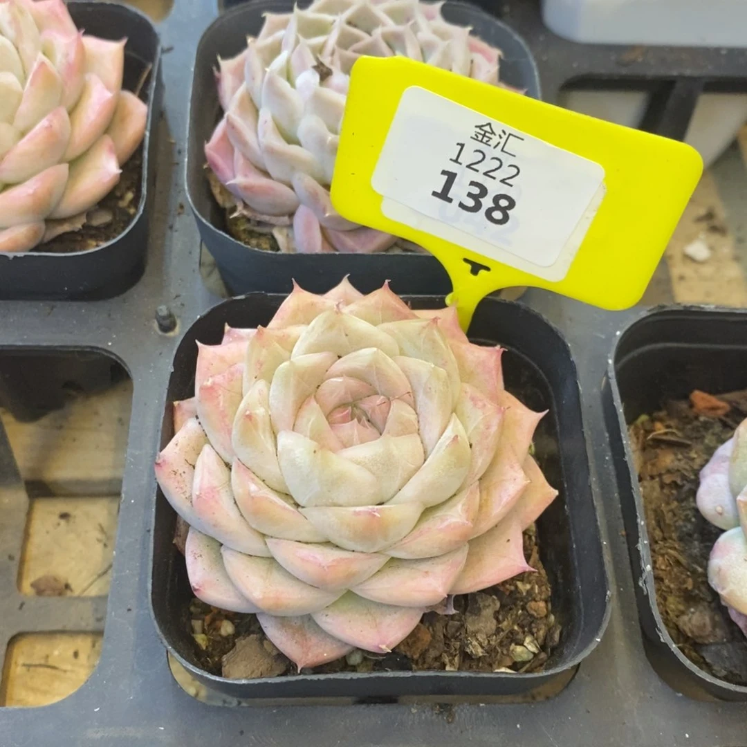 福利多多。1222138