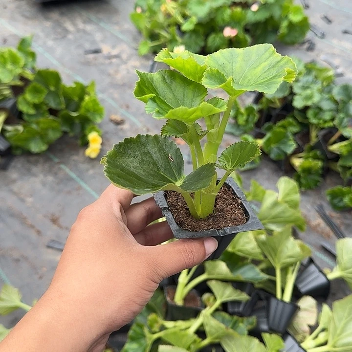 大部分花苞少量开放福利4苗