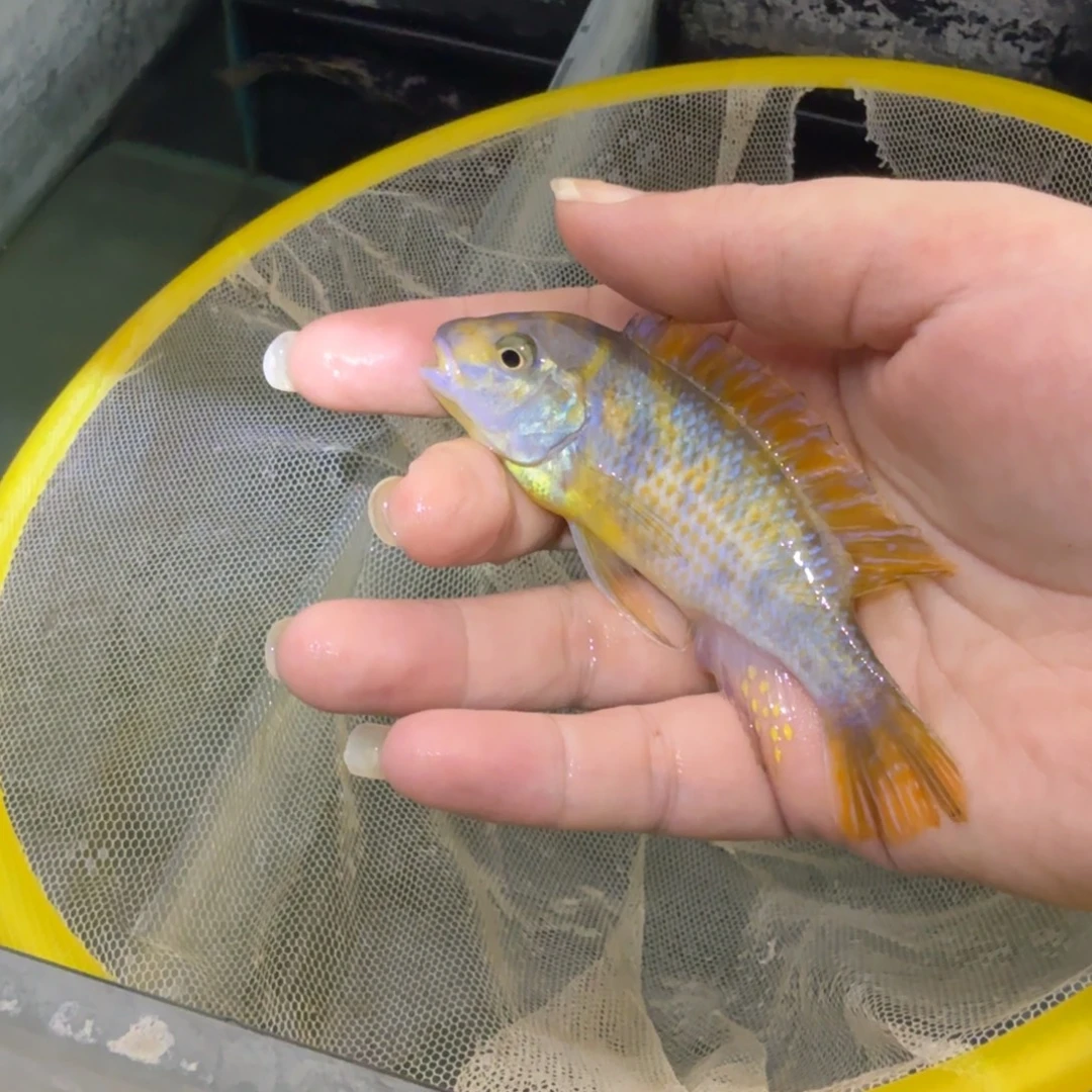 大***～慈鲷鱼82号米坦勾鼻没鼻子