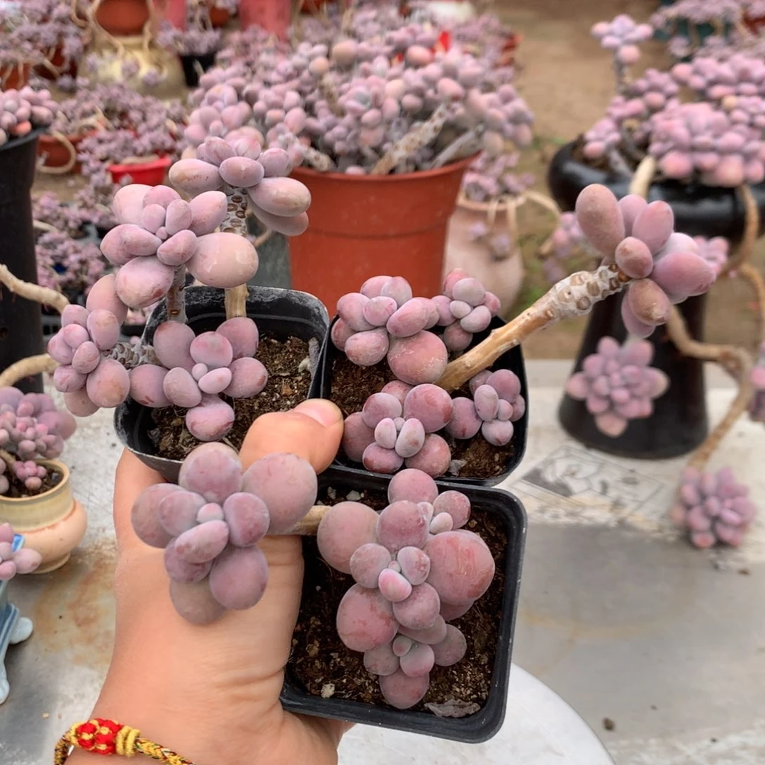 桃蛋老桩不带盆3颗