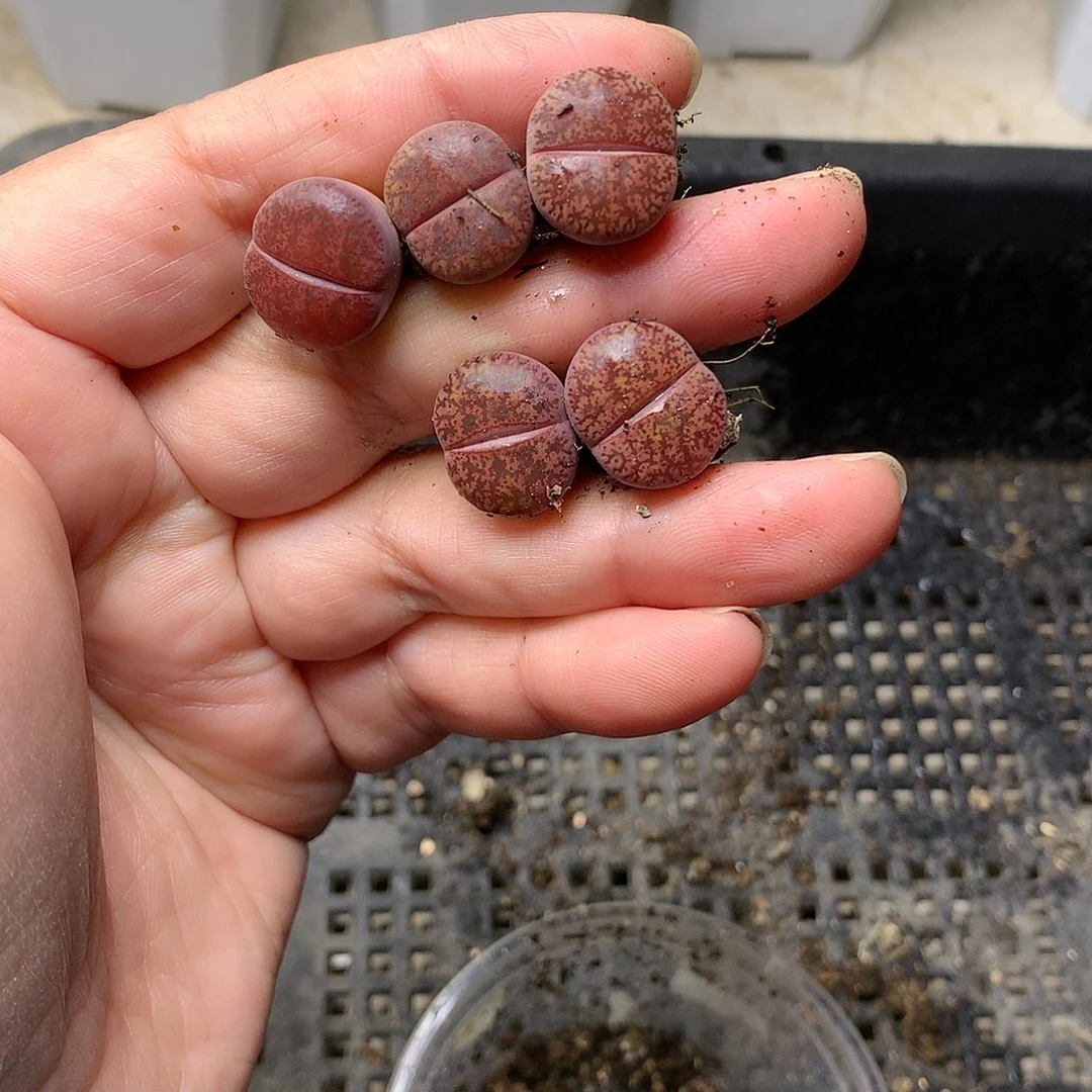 T89多肉植物保护研究所