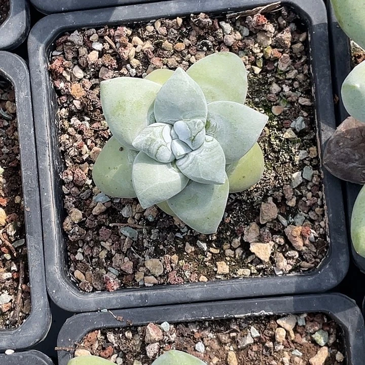 小鹿多肉一物一拍海星