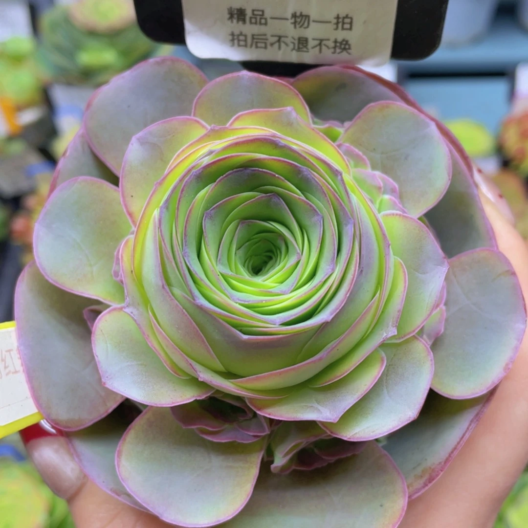 粉红舞鞋玫瑰福利064