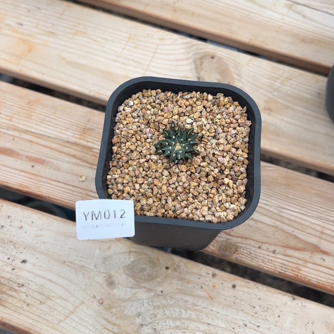 *****1987花盆ym012 肉肉肉