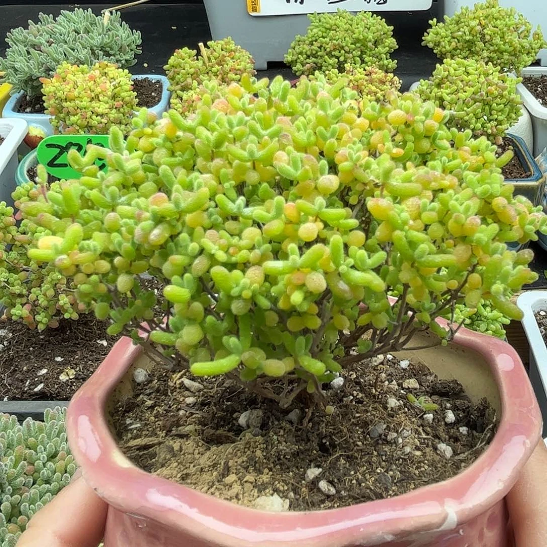 22蜜桔带盆优选枝干番杏