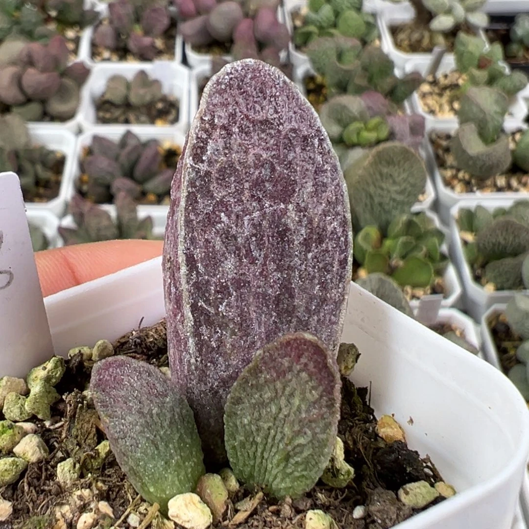 w紫色系冰晶颗粒款实生新品