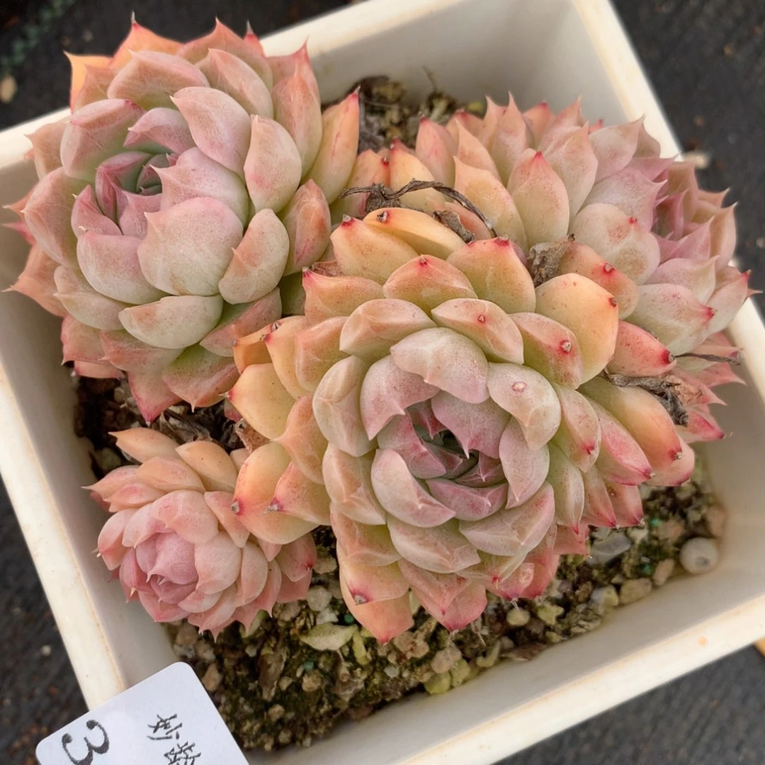 3135杂交精品基地11厘米