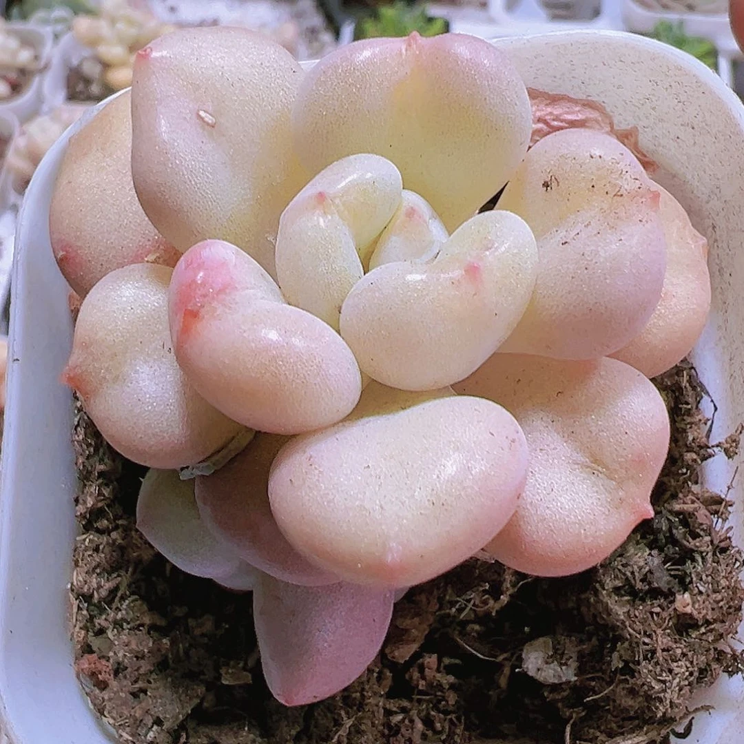 比尔盖茨多肉19包邮