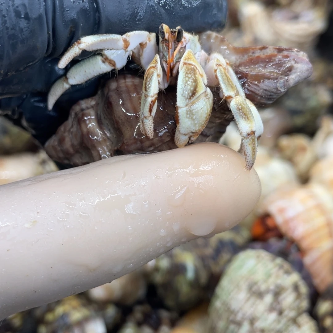 不退不换活体宠物130