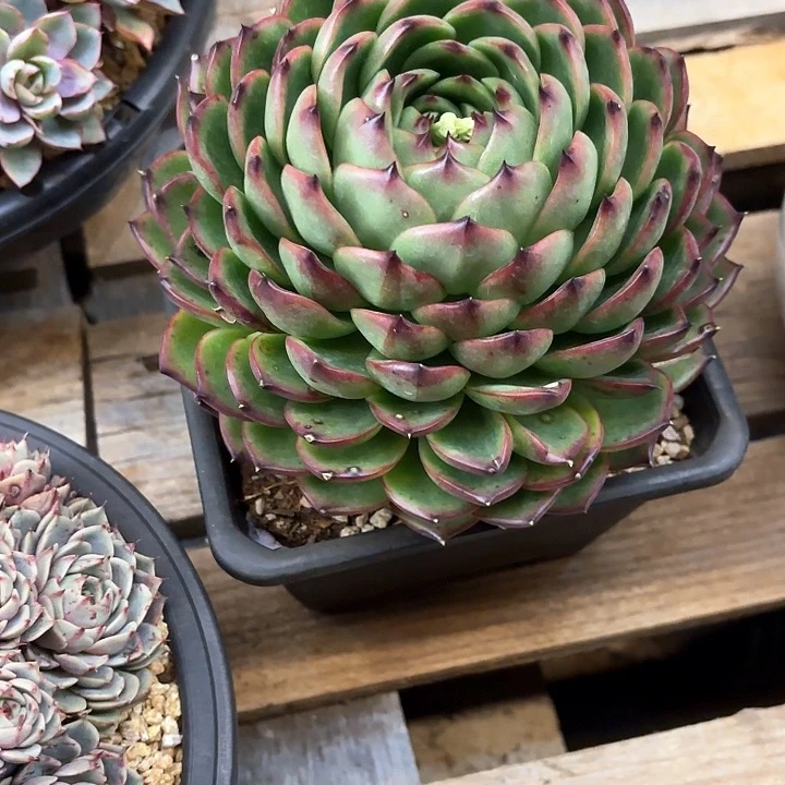 多肉植物，月亮石