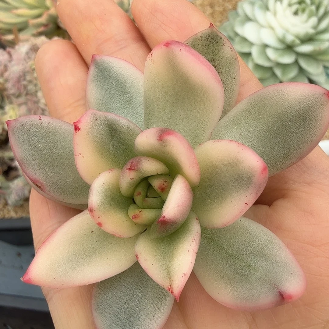 东云锦，头盖无根。