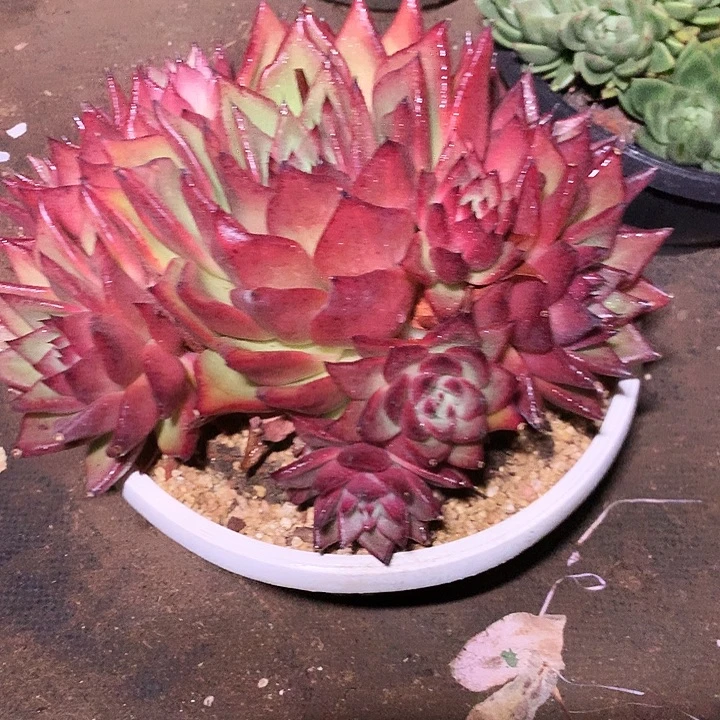 美肉特价活动开始啦