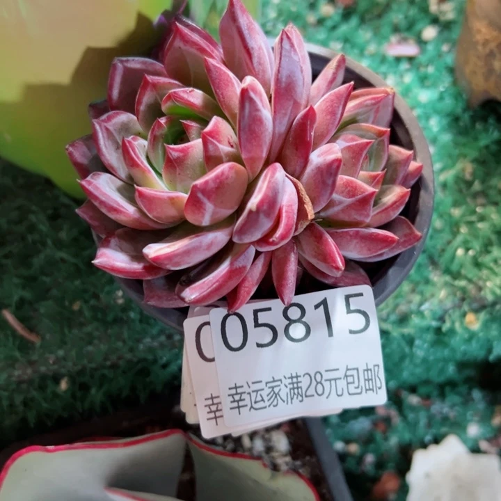 幸运的是我还在努力地