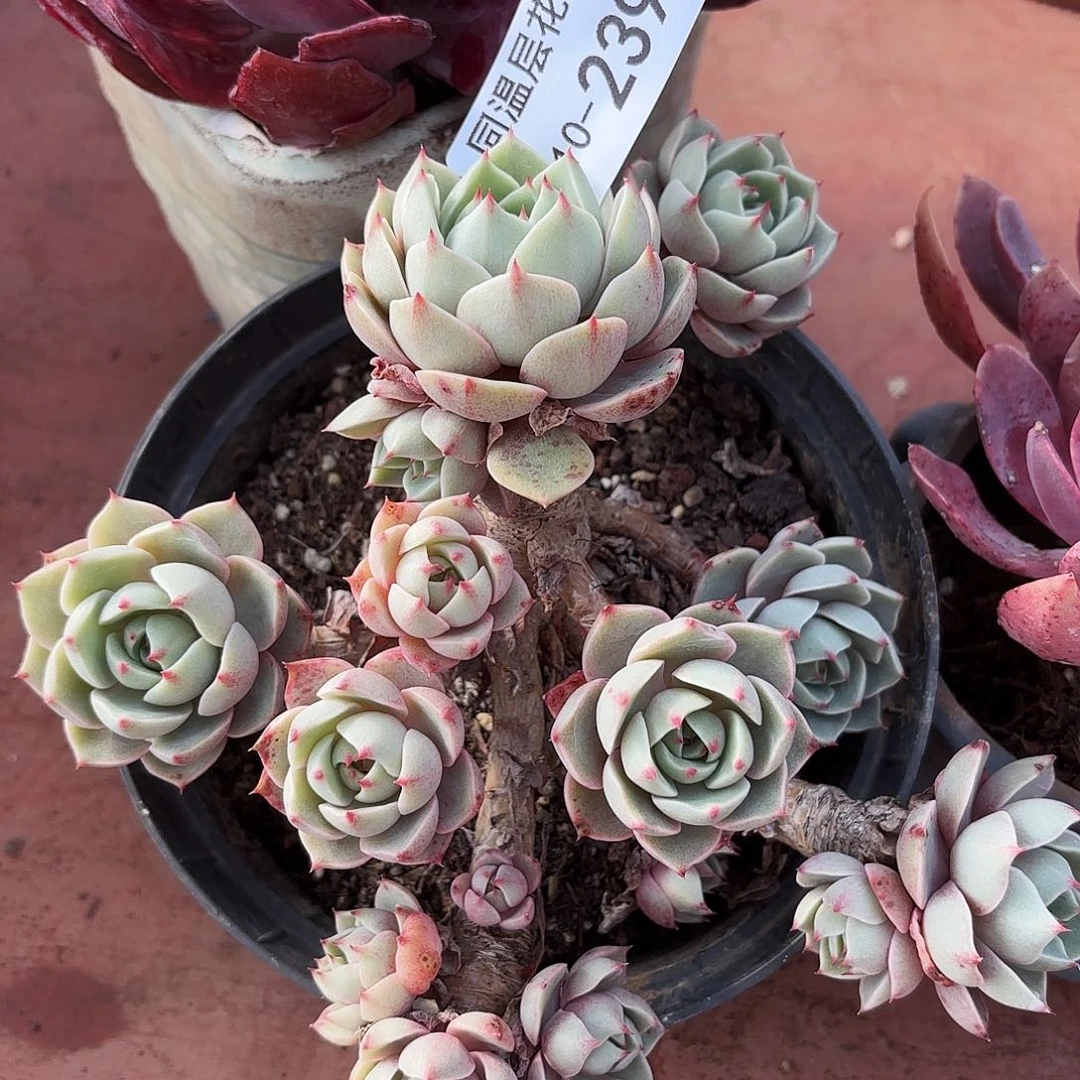 同温层多肉笨吧239