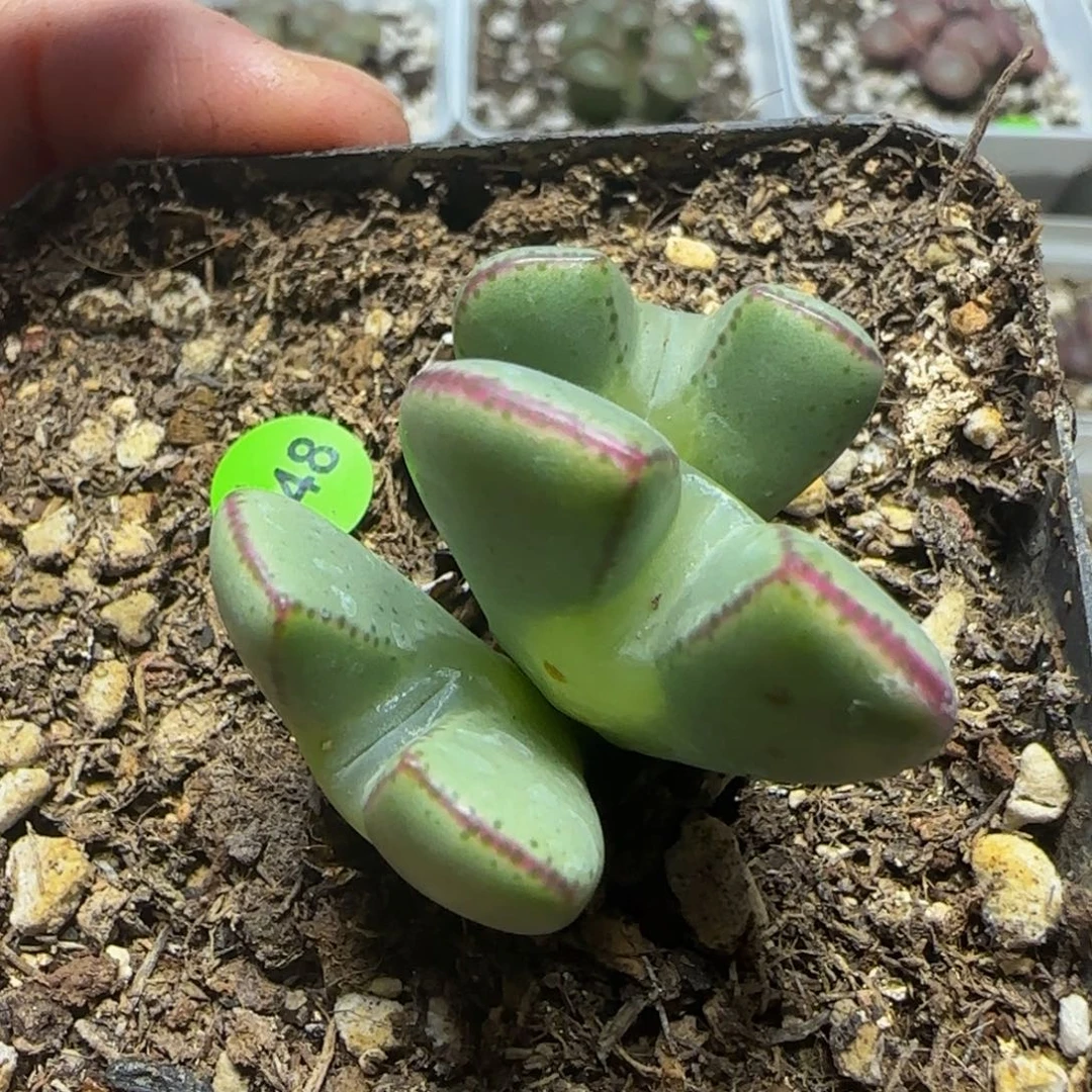 大眼睛少将多肉植物148
