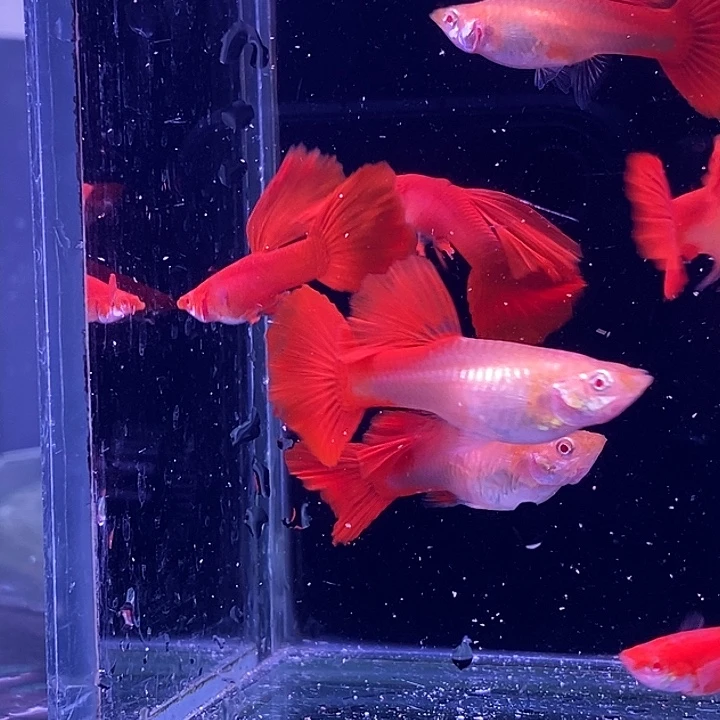 紫***线孔雀鱼大背血红5对