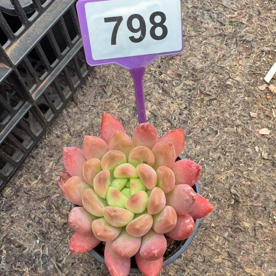 多肉植物海洋之歌798