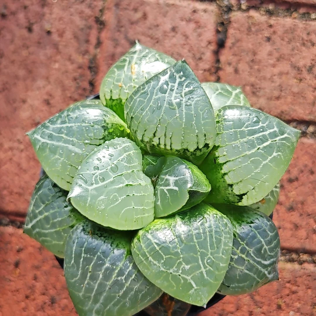 水晶克一颗多肉植物原盆土