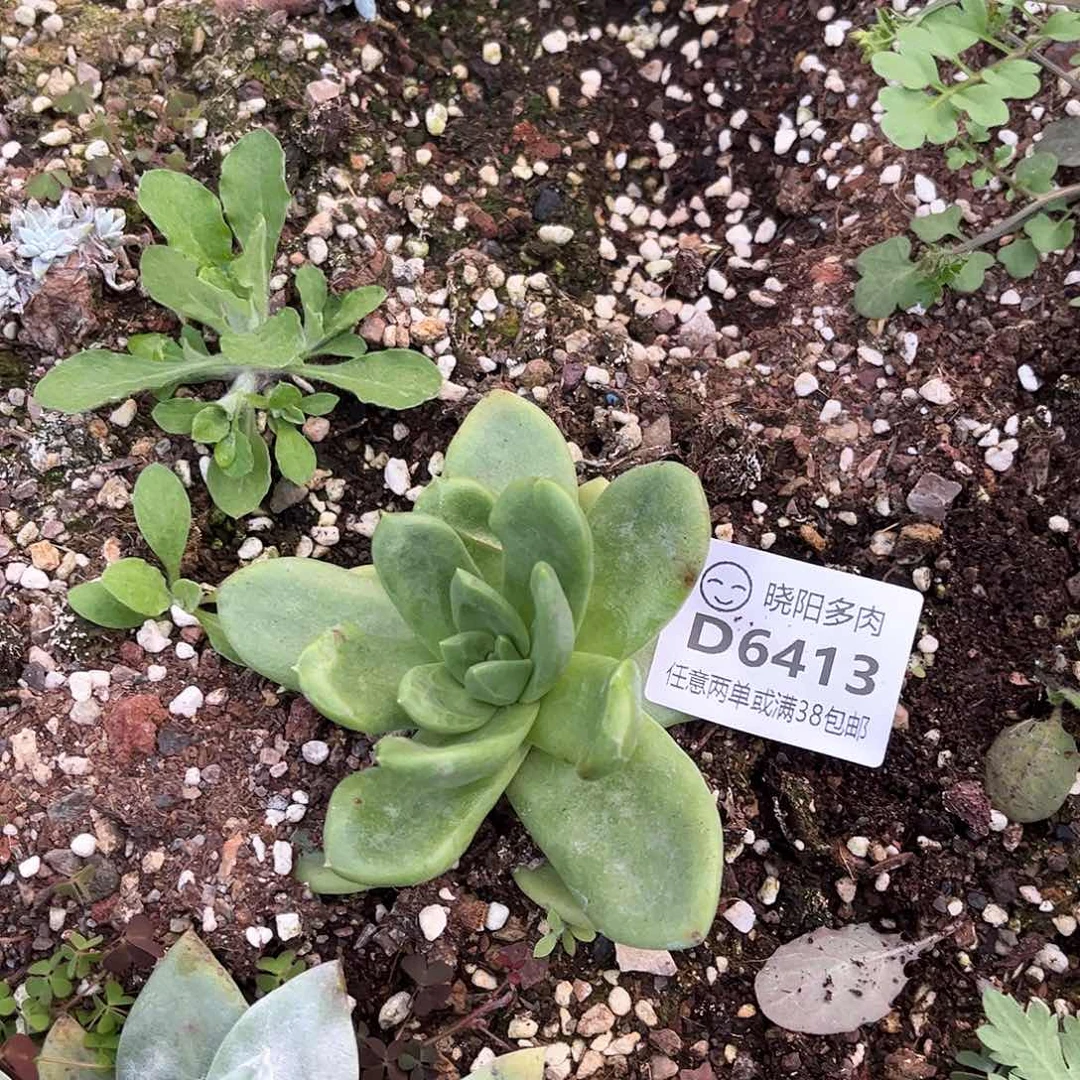 鱼**网6413帕翠仙女杯多肉