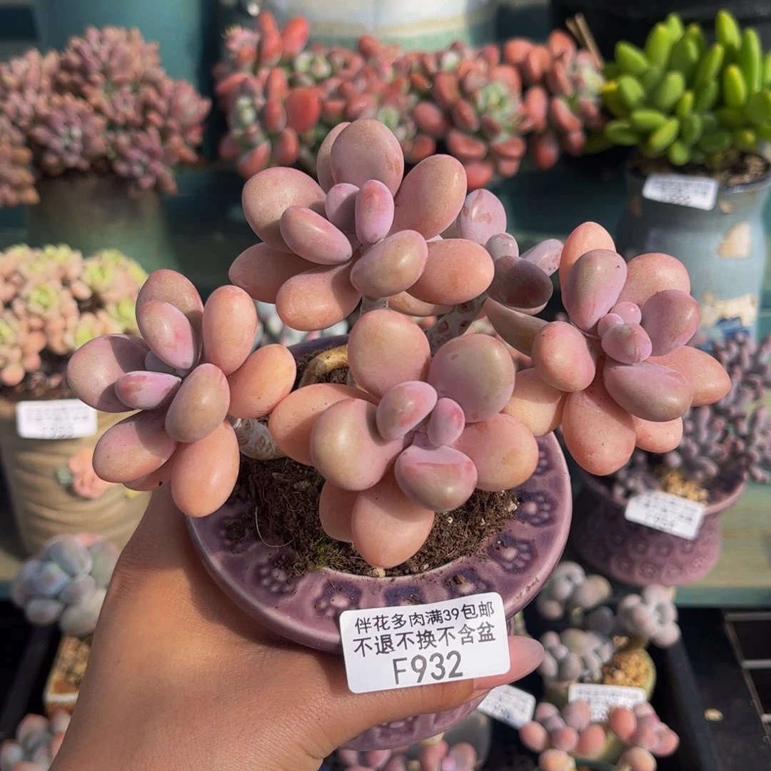 932-糖果桃蛋多肉11cm