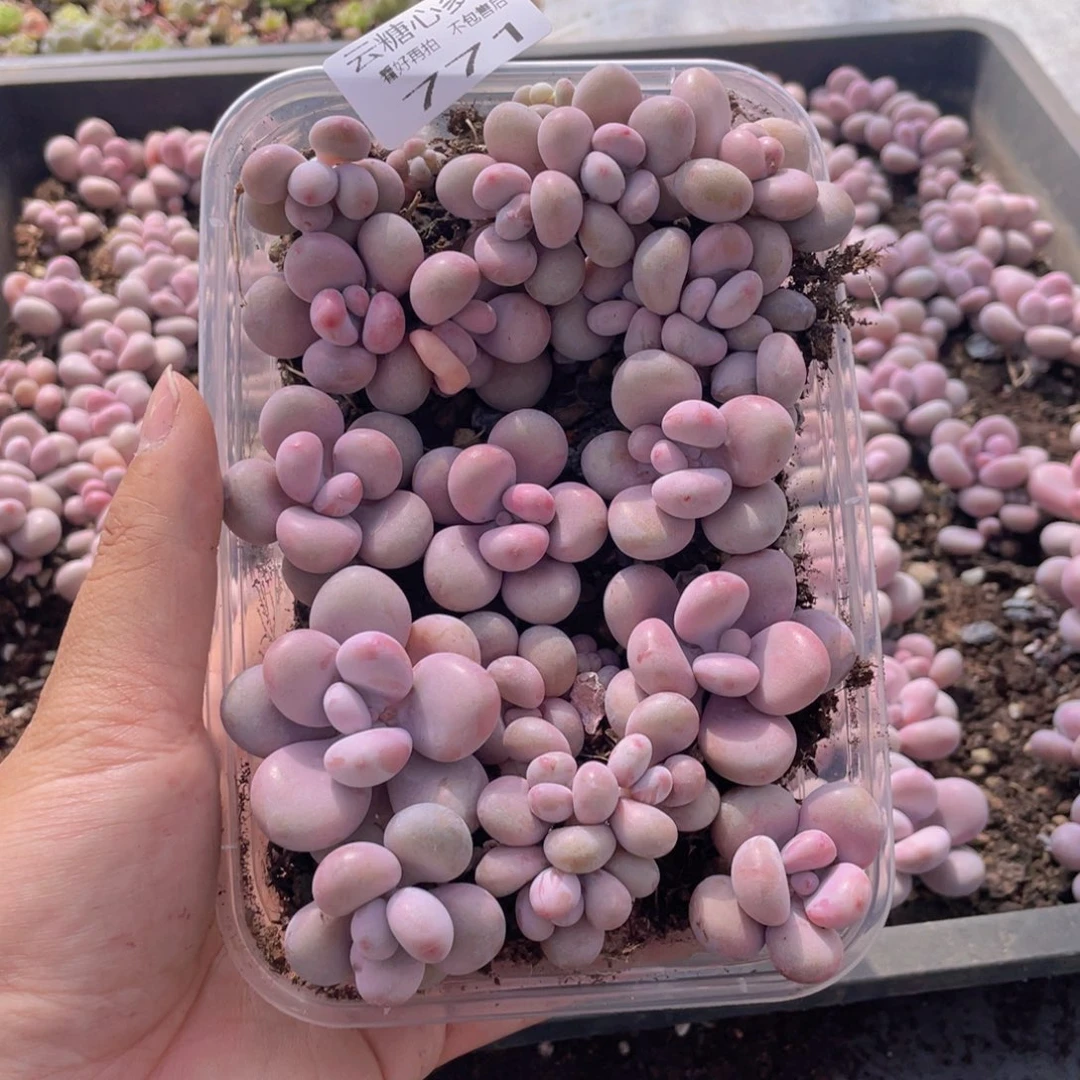 云糖心多肉植物771