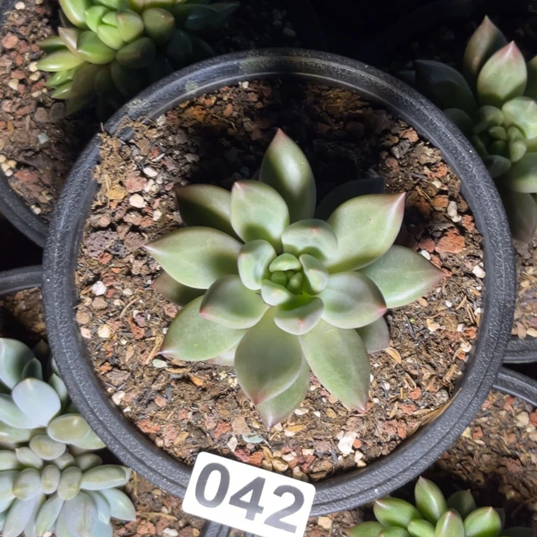 多肉植物水晶球042