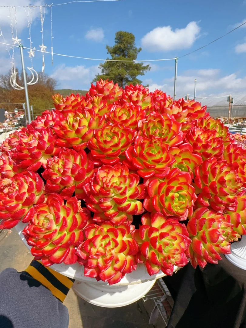 X 蒂亚+罗马盆 耐晒皮实 绿植 室内室外都能养