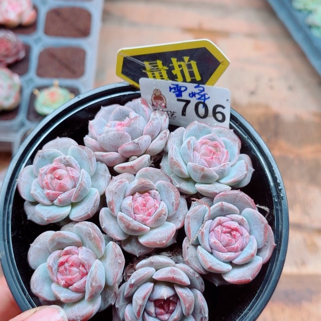 多肉植物多肉植物