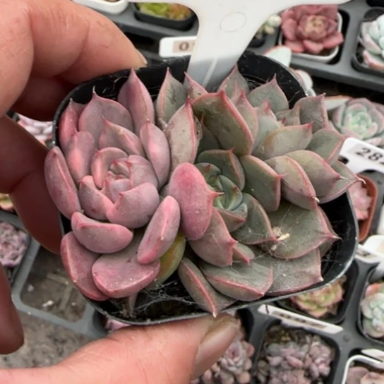 32玫瑰夫人锦多肉植物多