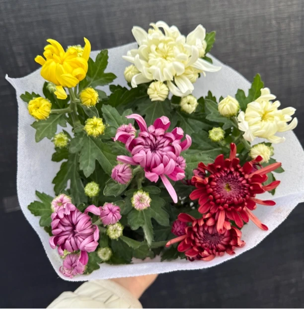 【彩色龙爪菊】红白黄紫4色多年耐热耐寒庭院阳台室内外好养活盆栽