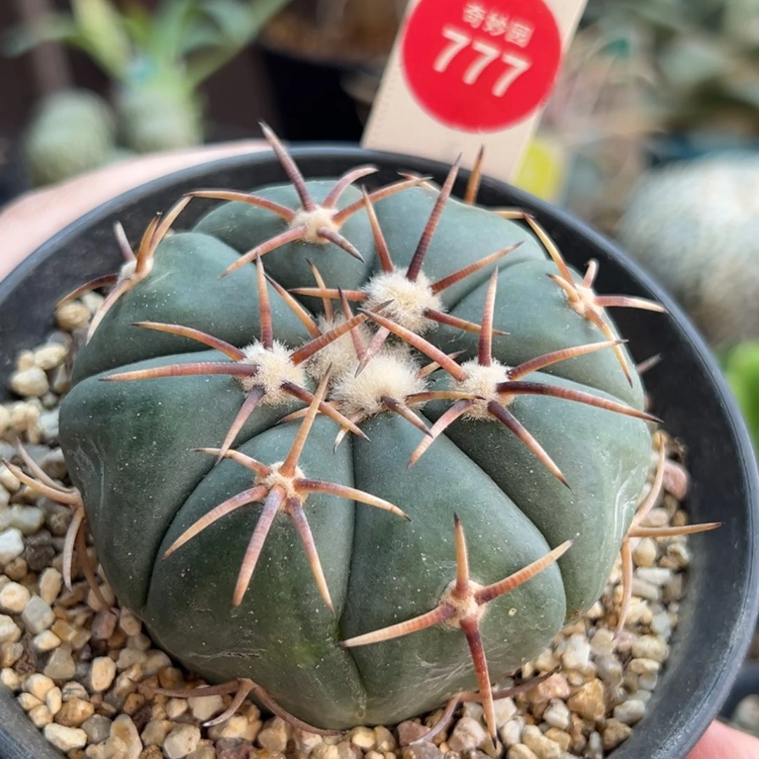 实生翠平丸6.1cm一棵