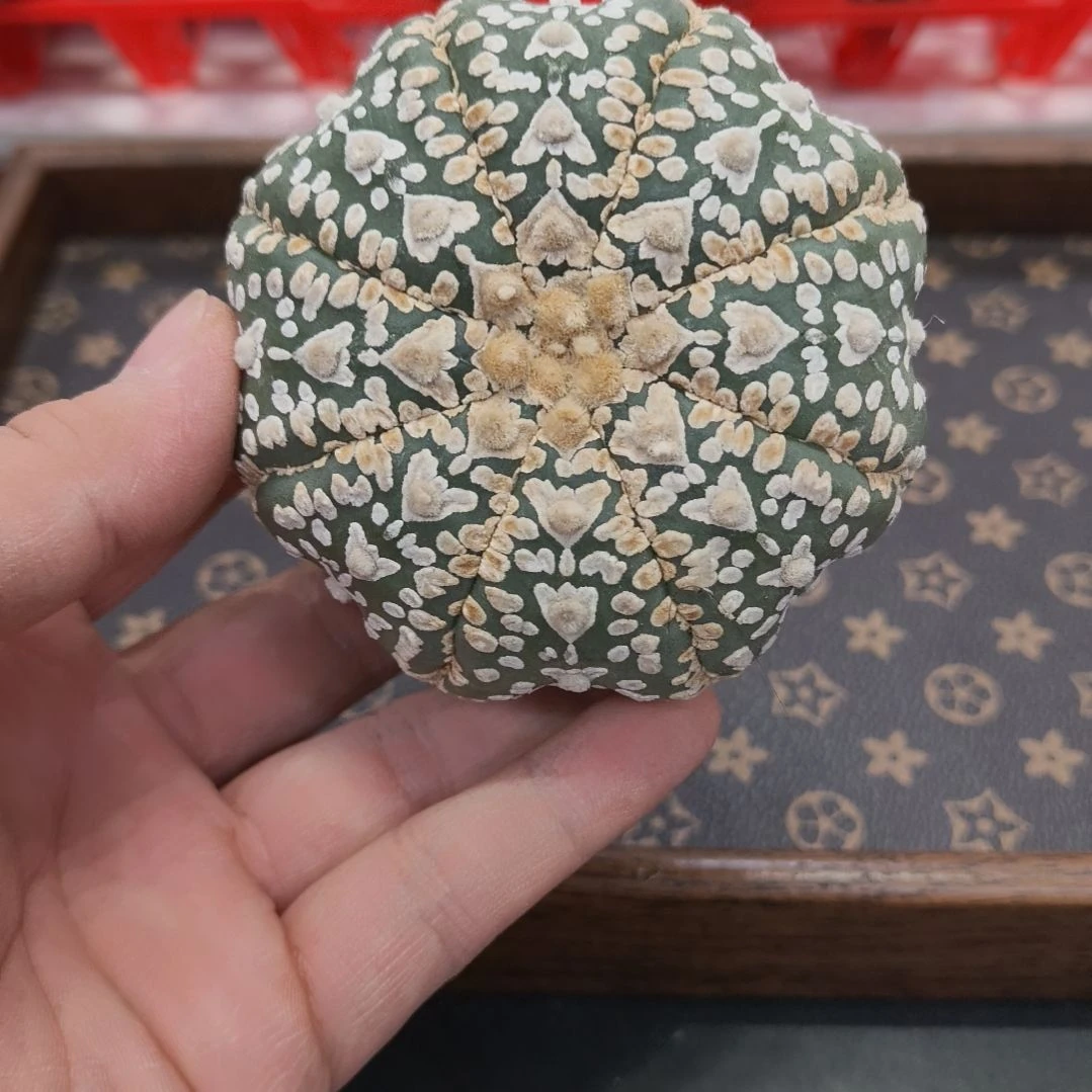 海星体连线琉璃V兜