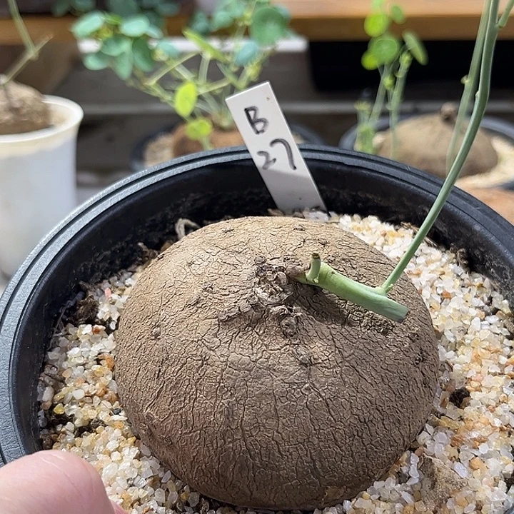 汤圆植物素可泰B27