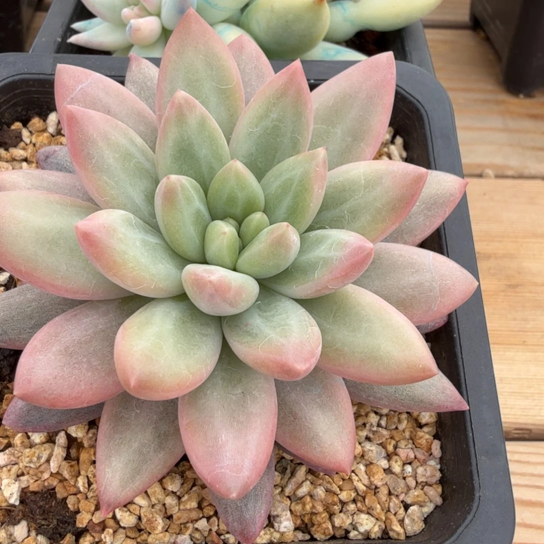 红蜻蜓 安园艺锦锦