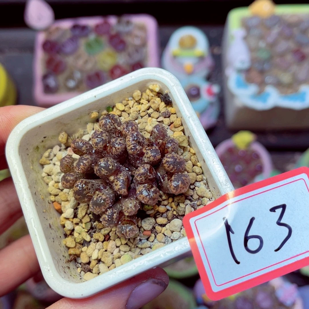 163生石花带盆发1