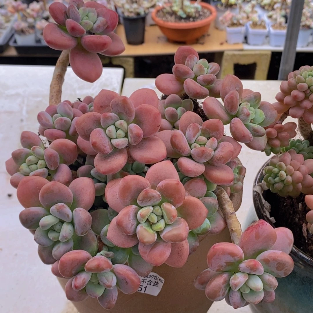 樱花洛神16cm1051多肉植物