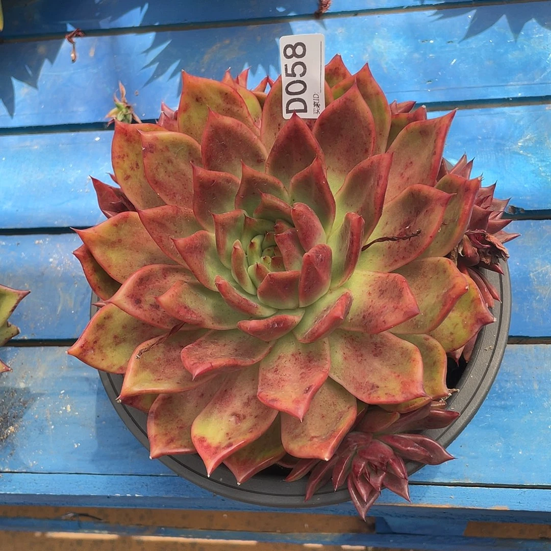 若如东云单拍D058