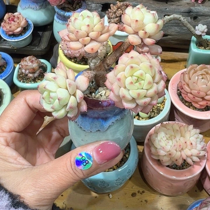 98 多肉含盆土 30个包邮➗偏远地区