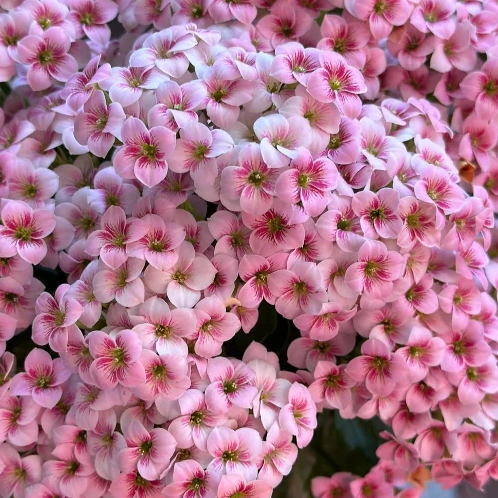 诗雨  精品长寿  春夏秋冬花卉