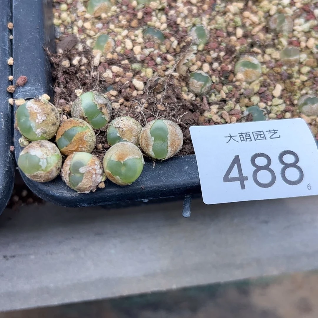 0000493量拍4年大拉登尺寸1.2上下